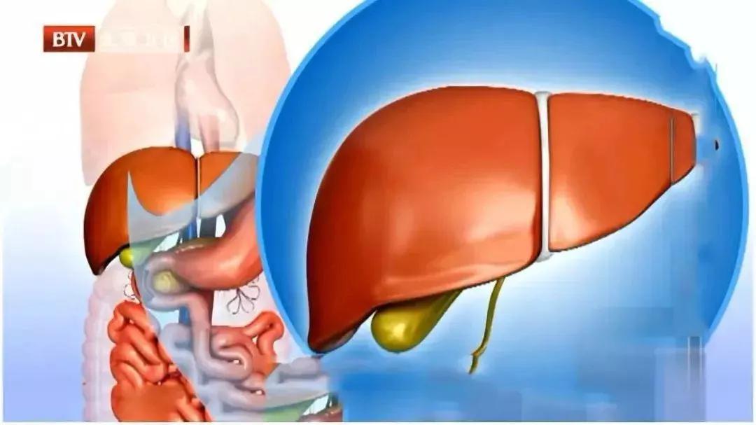 益生菌对身体调理帮助大吗,益生菌真是对肠胃有好处吗