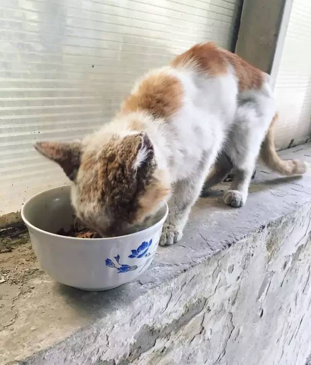 她救下一只得皮肤病脾气巨差的猫咪，花了两个月变身软萌美喵