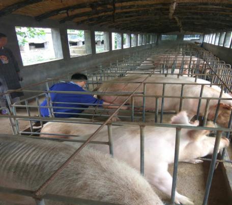 母猪有炎症返情的原因和解决办法,母猪炎症多的根源该如何饲养