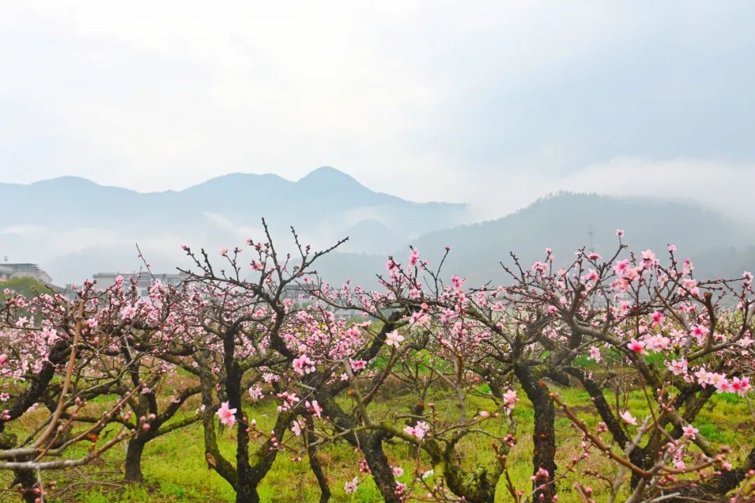 油菜花樱花桃花最受游客关注,春天必打卡的桃花樱花海棠花胜地