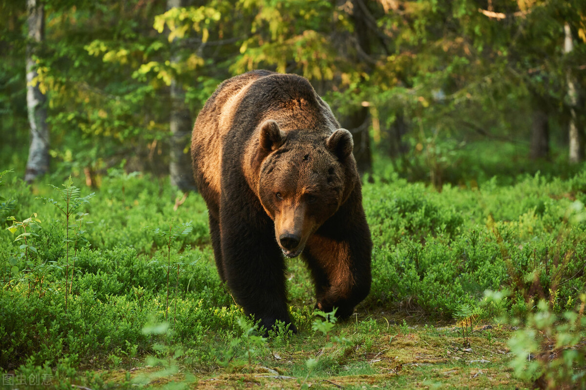 俄罗斯奇闻：男子被棕熊咬伤存储熊窝一个月，竟靠尿液活下来