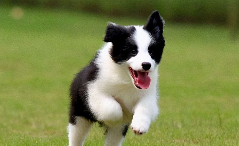 狗狗出现这4种动作一定要注意,注意狗狗频繁出现这3个动作