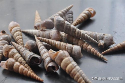 大连海鲜吃货,大连海鲜的种类