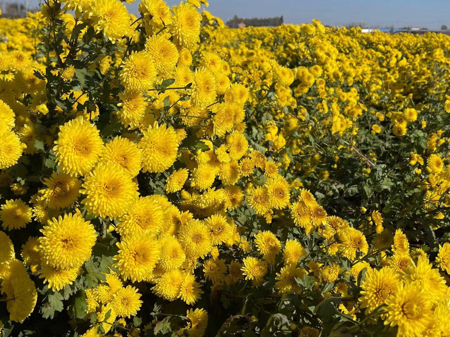 农业新品种新技术推广的意义,新型农业防病虫害技术