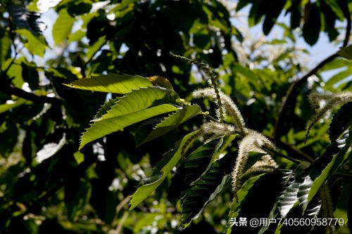 板栗栽培的气候条件是什么,板栗一般是怎么种植的