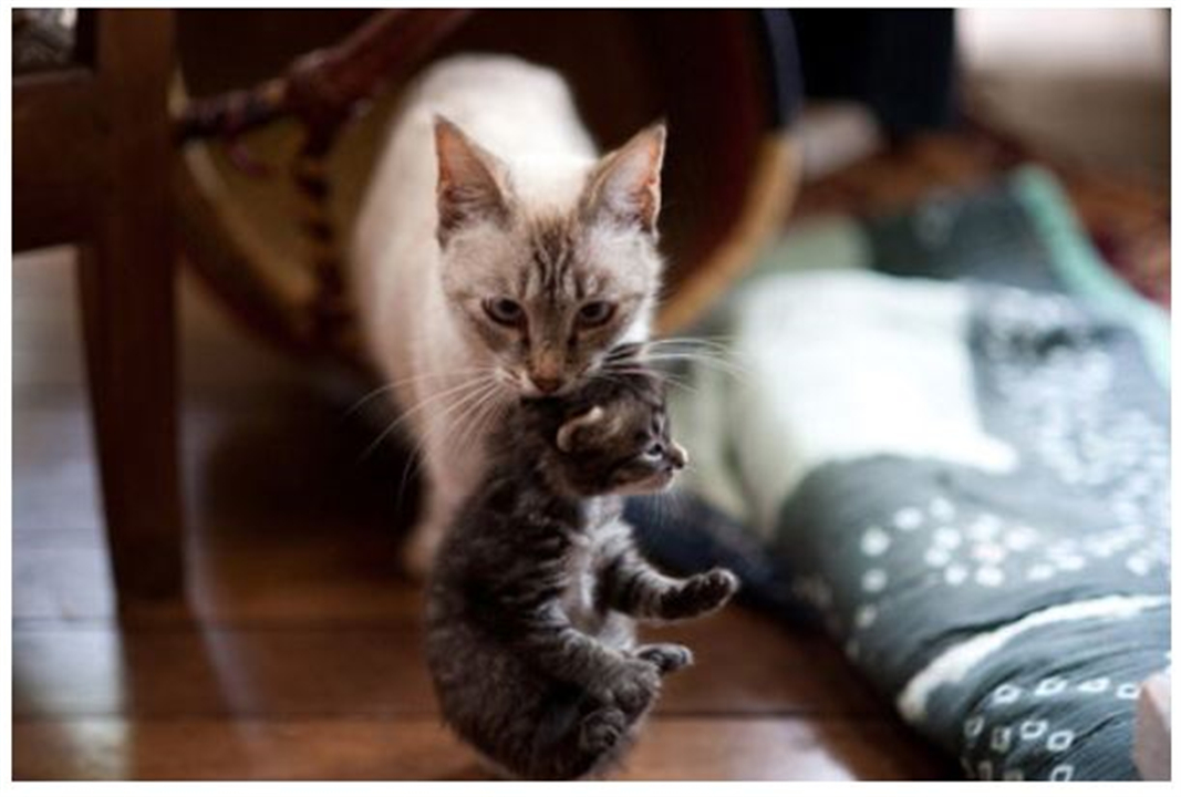 任何猫后颈被抓住猫都无法动弹吗,抓猫的后颈为什么猫不反抗