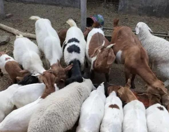 特别瘦的羊怎么调理,瘦羊如何调理饮食