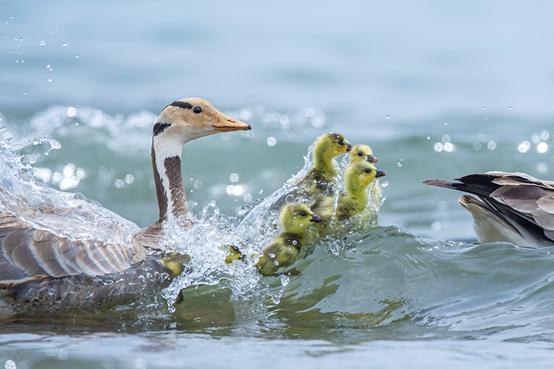尼康d6拍鸟评测,摄影全套教程尼康d6