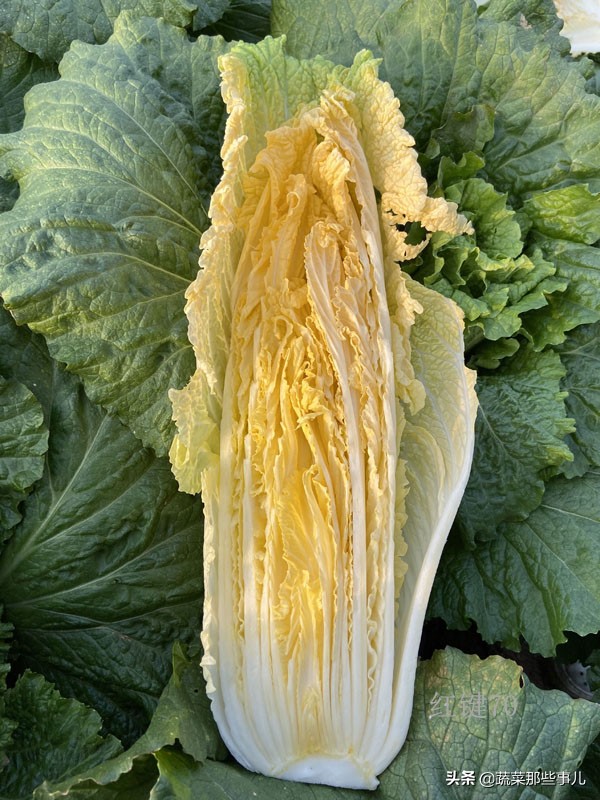 十字花科蔬菜种子,十字花科蔬菜名单