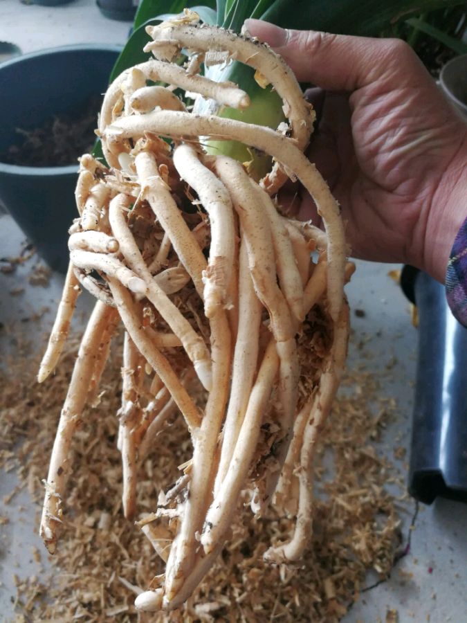 君子兰发根用什么方法最快最好,君子兰用什么发根最快