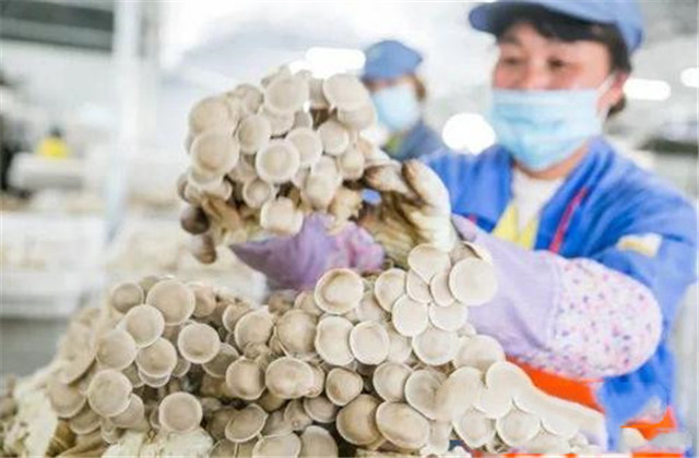 鹿茸菇干菇工厂化包装,河南鹿茸菇工厂化种植