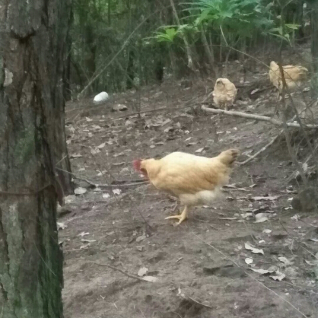 于都县金盆镇樟木坑,于都禾丰樟木坑