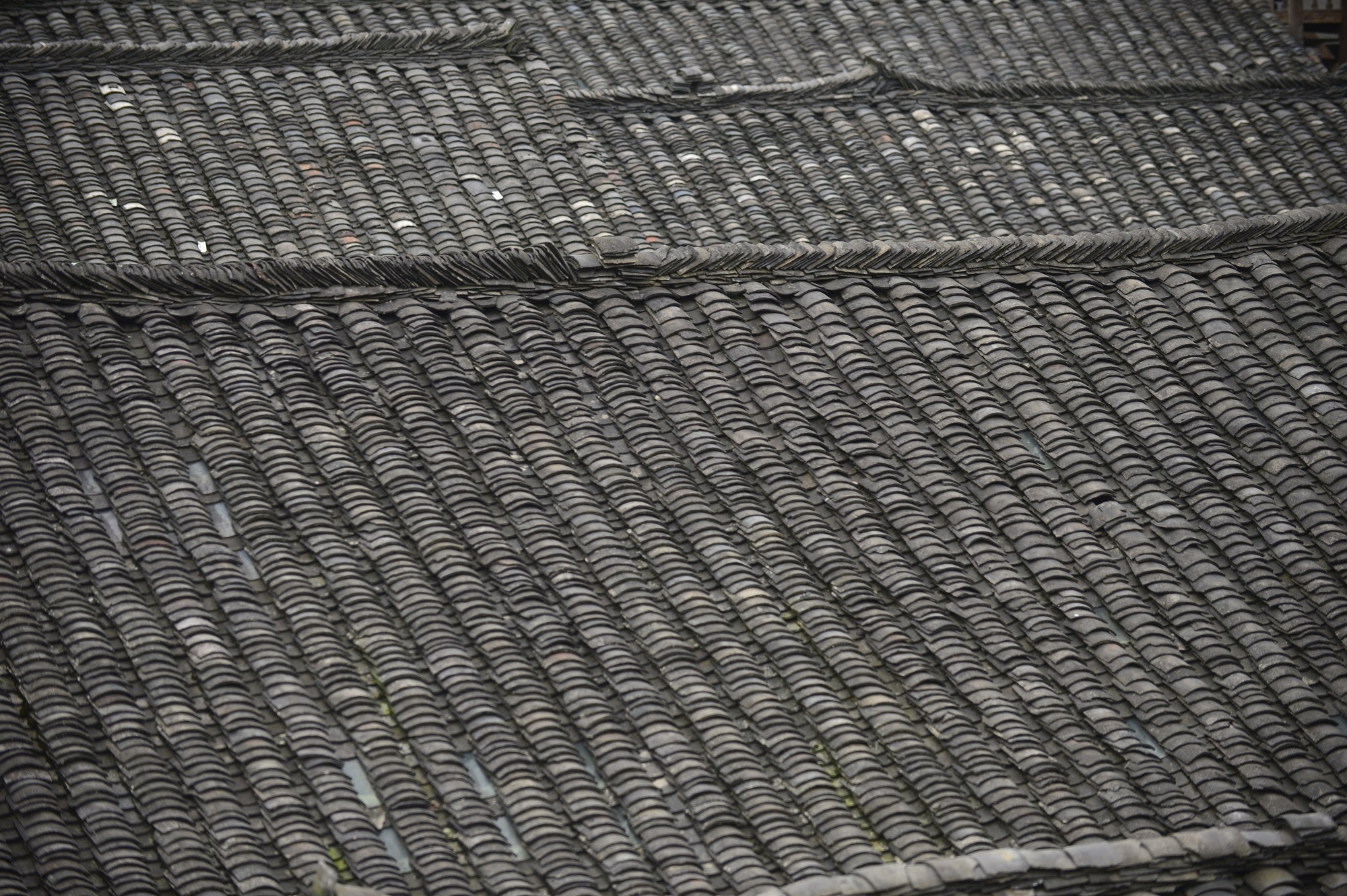 庆阳活化石叫啥,庆阳坝历史