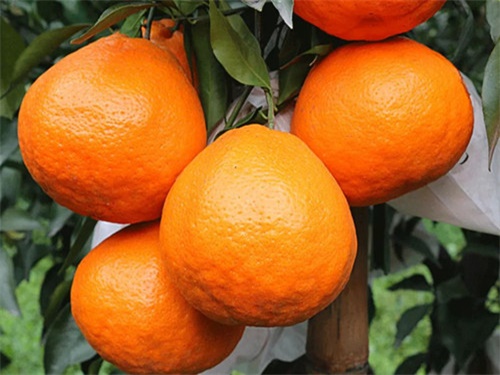 耙耙柑日本培育的吗,耙耙柑是凉性还是热性