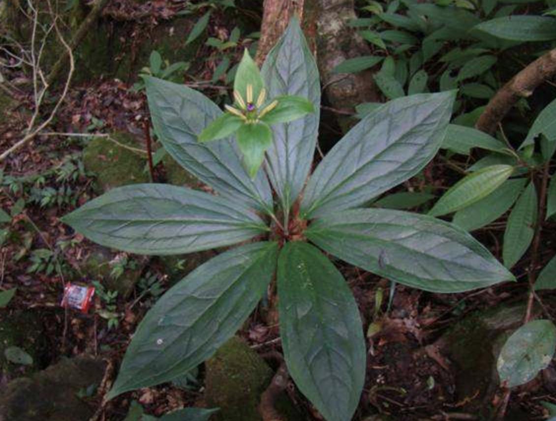 绔规灄閲岄潰绉嶈崏,绔规灄绉嶈崏