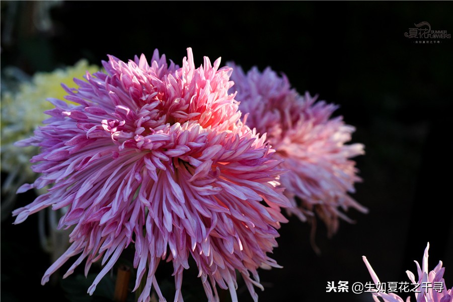东湖公园菊花展今天还有开放吗,深圳东湖公园菊花展图片