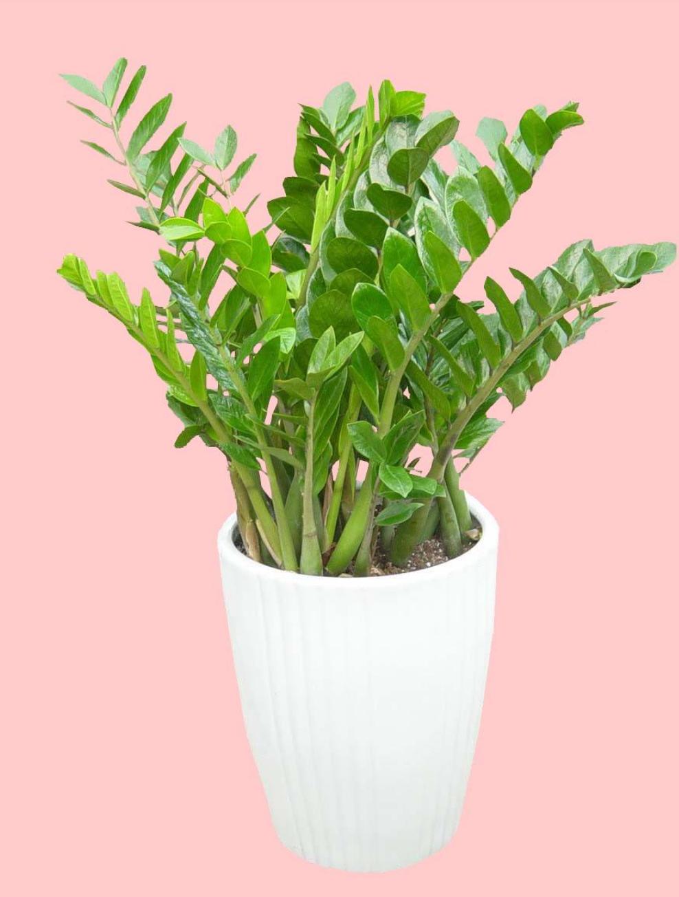 为什么金钱树养着养着就黄叶了,金钱树黄叶烂根怎么补救