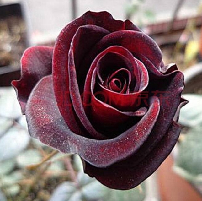 花中皇后月季花视频,小玫瑰月季怎么养护和管理