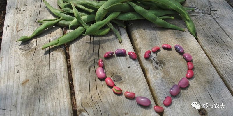 自己留的菜种子第二年可以种吗,自己留的菜种子怎么保存比较好