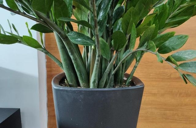 养花盆土用什么好,养花盆土预防板结