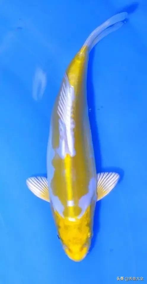 德系锦鲤品种图片,丹顶孔雀锦鲤品种