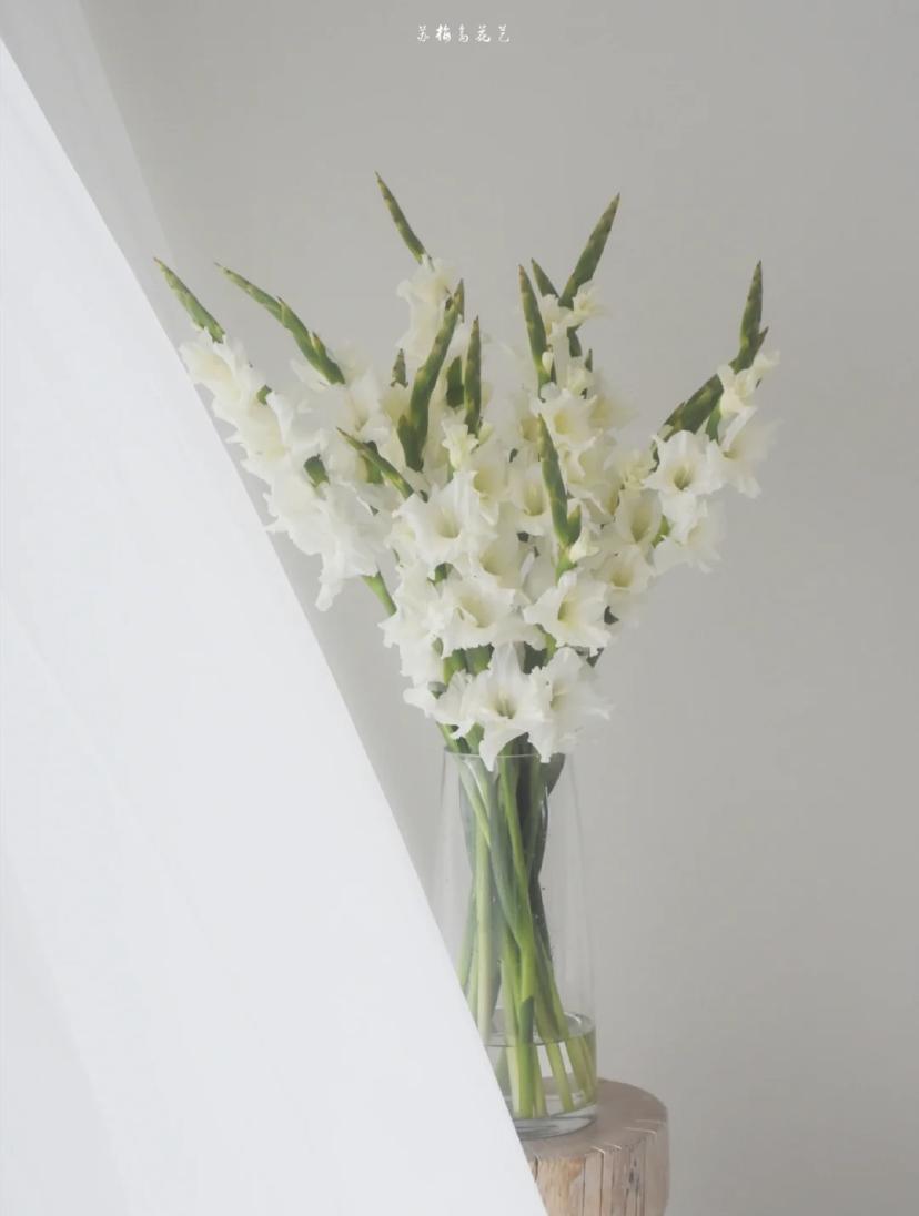 家里要有氛围感什么花比较好,家里高级的花