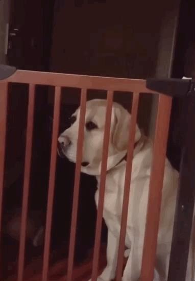 养狗真实感受图片,养狗黑的好还是黄色的好