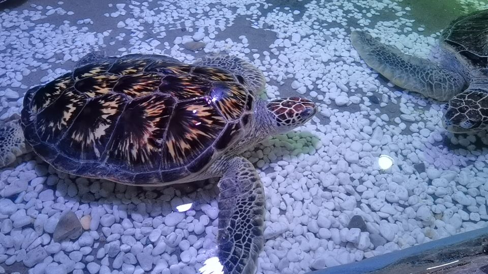 大连老虎滩5a景区,大连老虎滩5馆旅游攻略