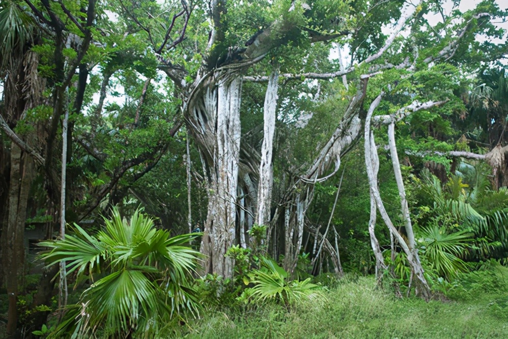目前发现世界最大的蛇有多少斤,世界上最大的蛇到底是什么样子