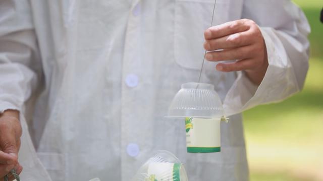 海南椰子的种植方法,椰子怎么种出椰宝