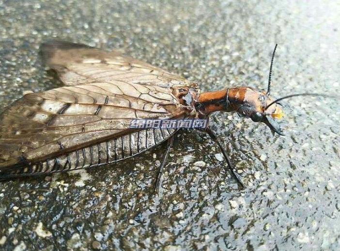 中华巨齿蛉和蜻蜓幼虫,巨齿蛉是蜻蜓吗