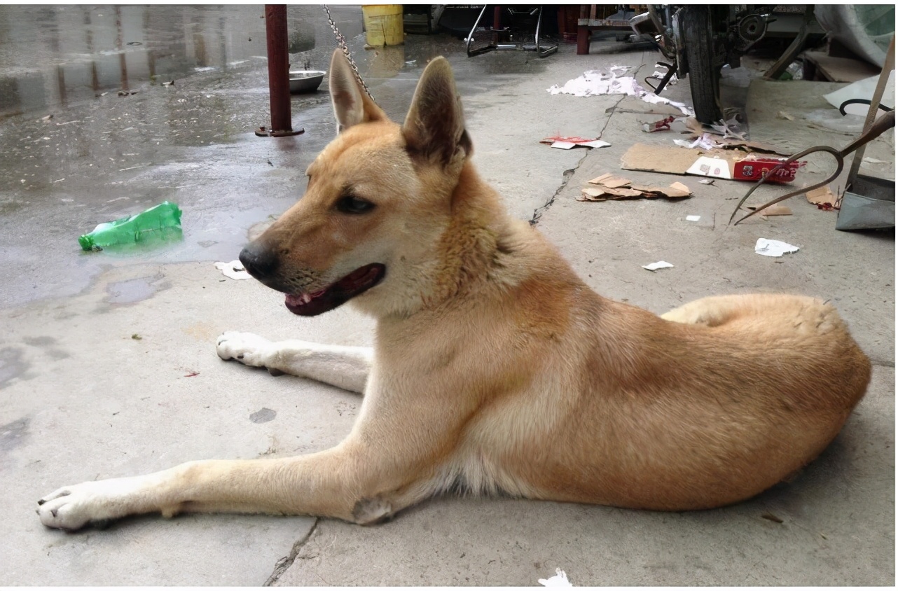 收购土狗十几年有什么用,狗贩子为啥专收老土狗