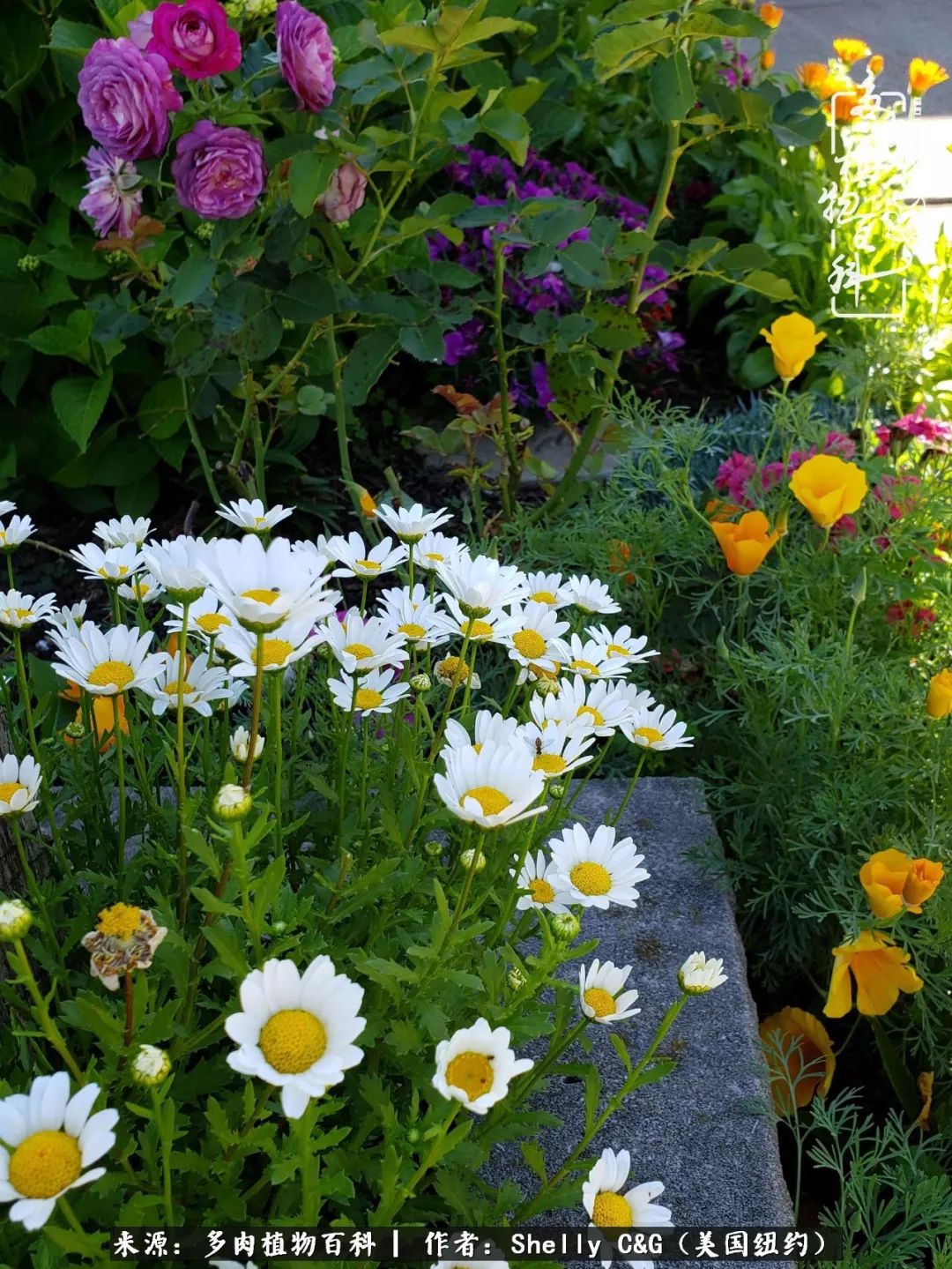 美国纽约有多少华裔人,美国纽约有多少个华人