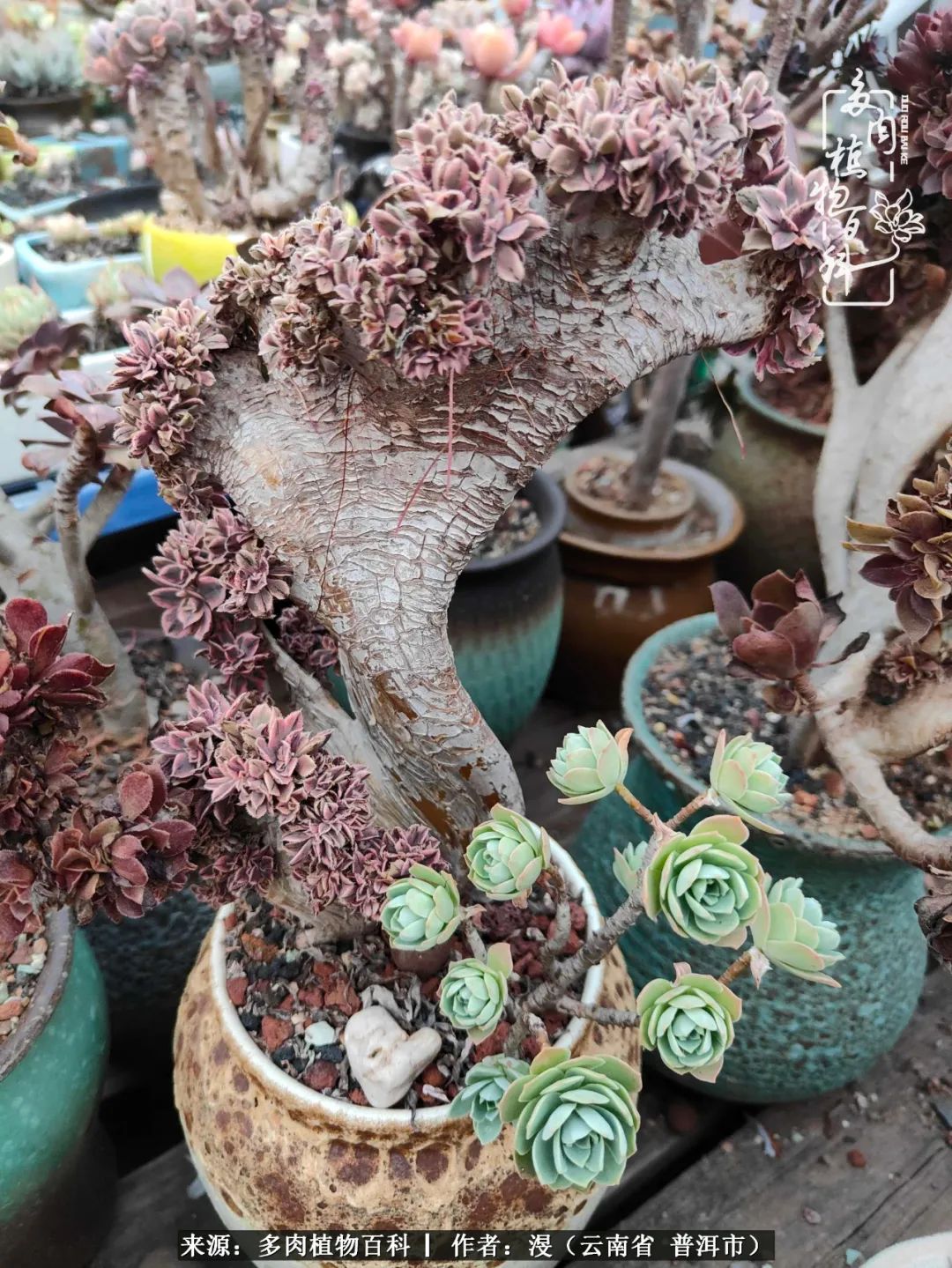 风过留痕讲的啥,风过留痕朗诵