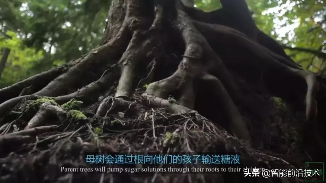 神奇“树联网”,地球本身是一个巨大的超生物体