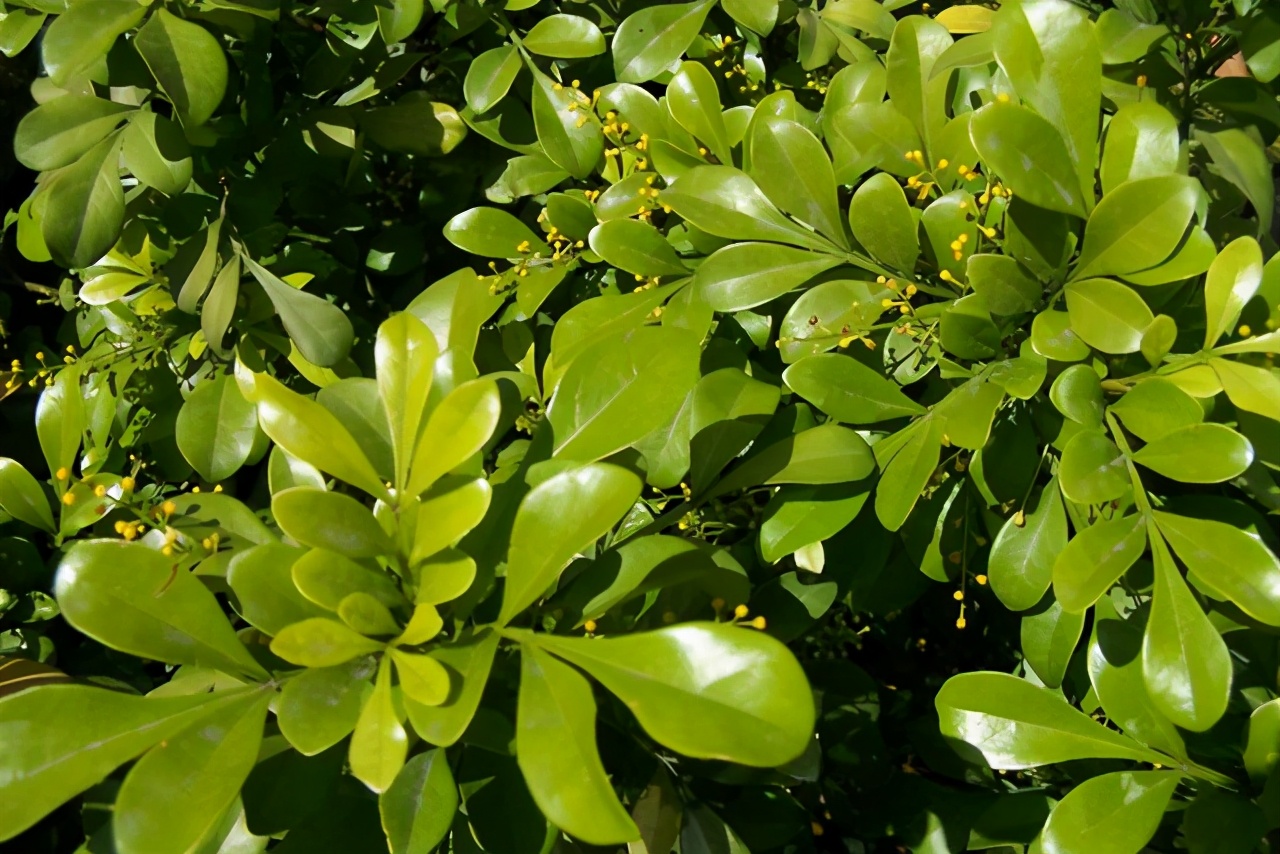 米兰花怎么养才能开得好看,米兰花的种植方法及养护