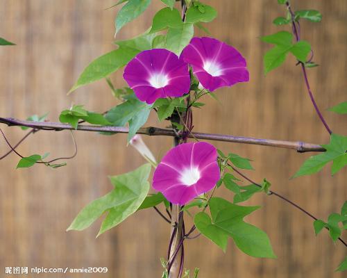 原谅我知识浅薄,原谅我知识浅薄这什么意思