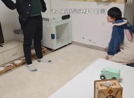 养了十多天的猫损失了几万元,偷偷养只猫最后全军覆没