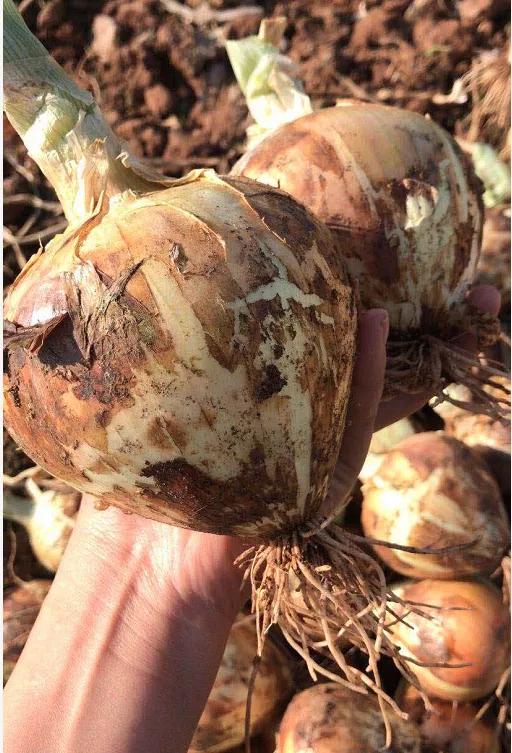 “太大了，立马下锅！”元谋出口级黄皮洋葱已到货，25万吨滞销洋葱等你来拼单！