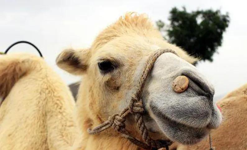 驼奶的参数表,驼奶详细介绍