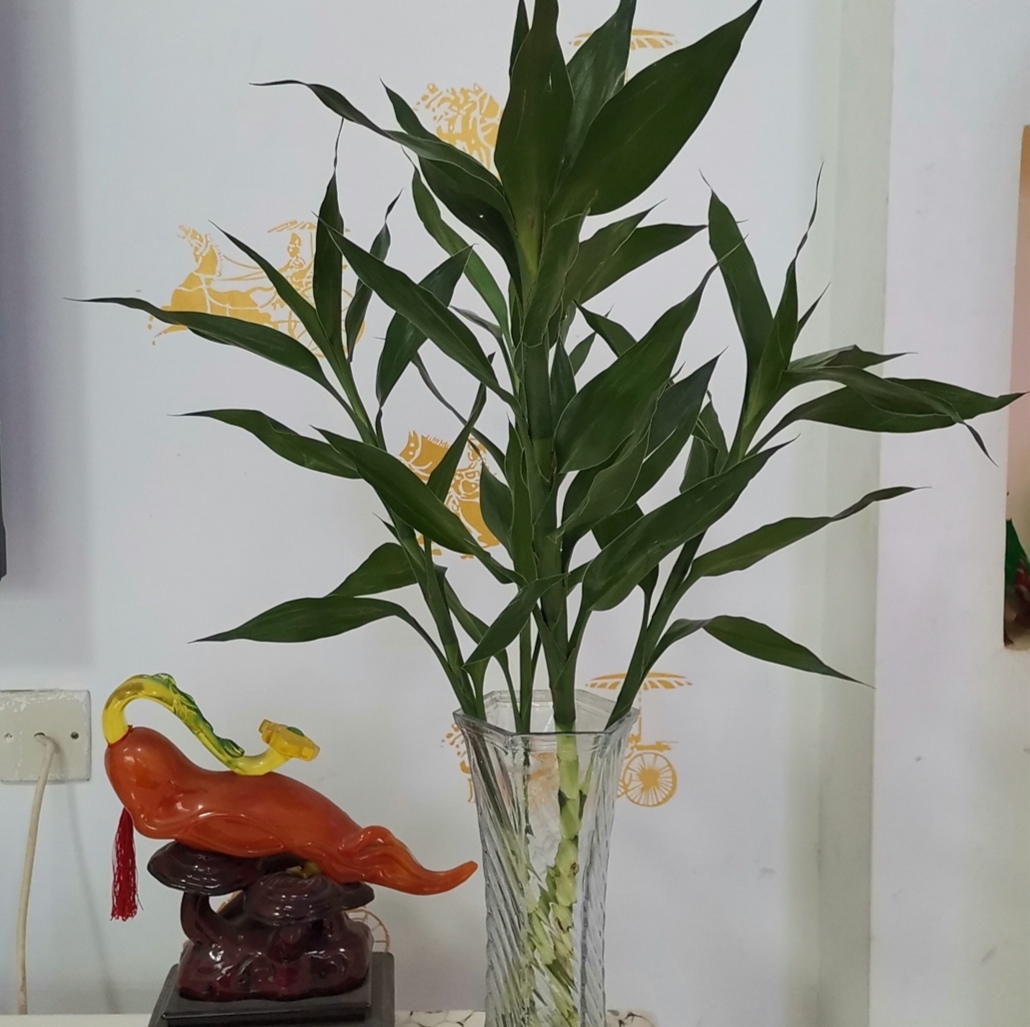 8种好养又好看的室内绿植,100种好看的观叶植物