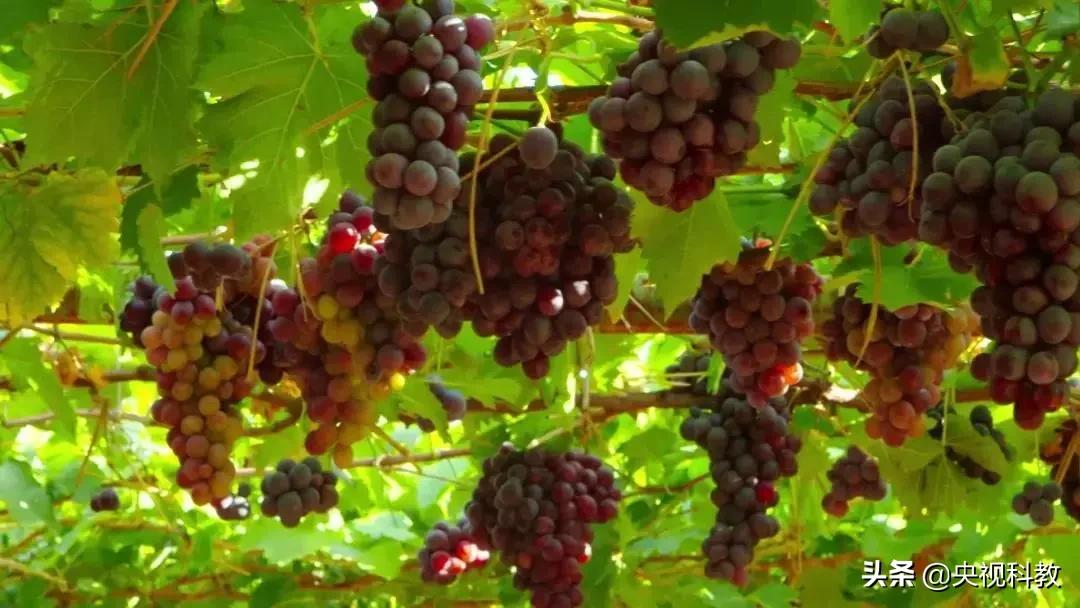 中国影像方志|昌黎：山海交汇地秧歌博采众长黄金海岸排船凝聚造船智慧