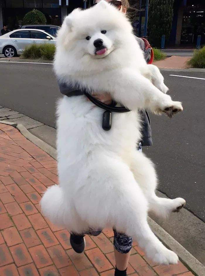 一只鸡腿柯基,这5种狗狗个个都是看家护院