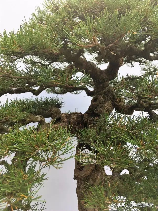 文人杂木盆景精品欣赏,可以做盆景的杂木图片大全