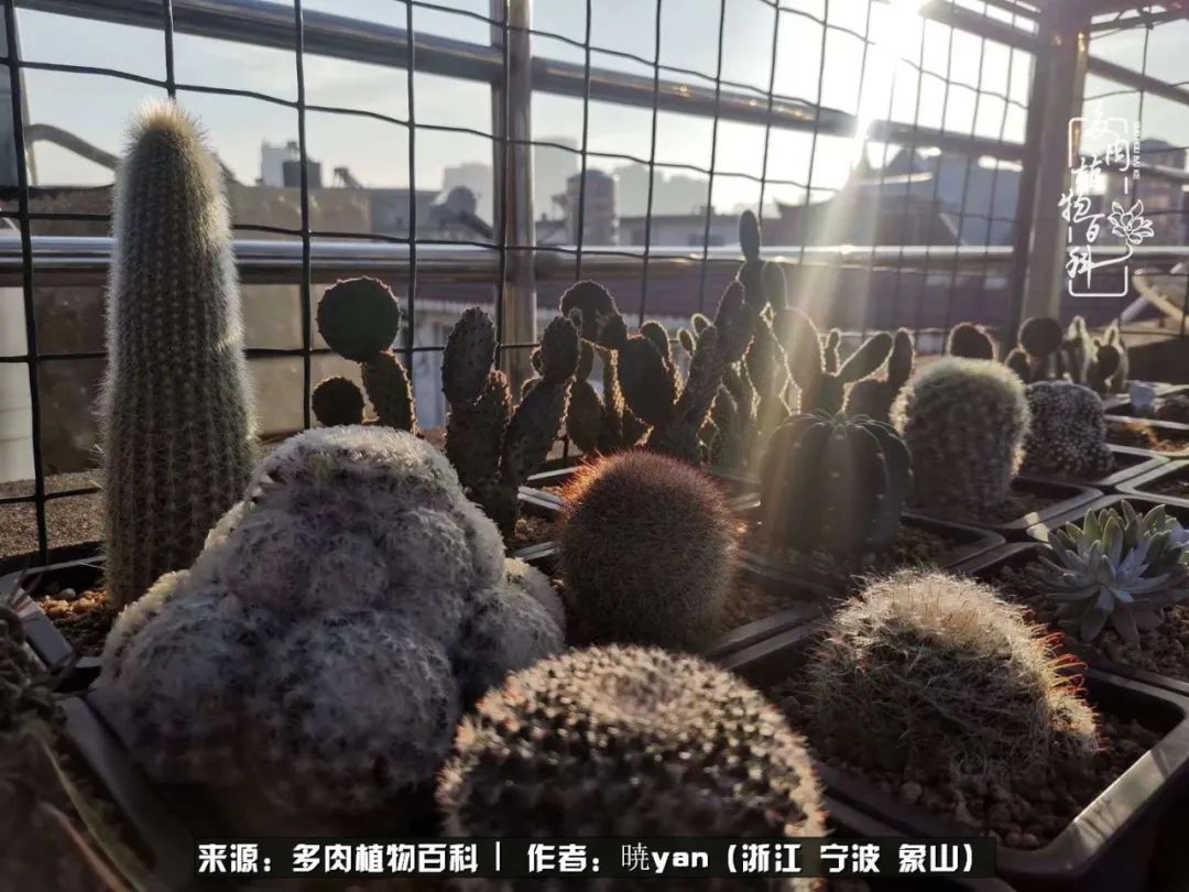 多肉初级入坑者,入坑多肉