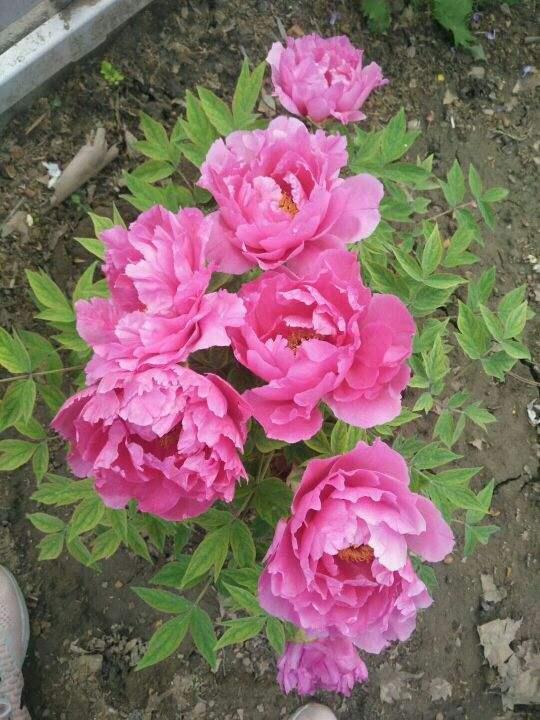 哪些花是真正的富贵花,富贵花给人带来吉祥好运