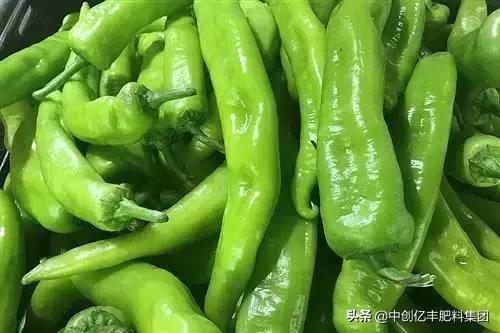 2021年辣椒走势行情图,2023年辣椒市场行情专家分析