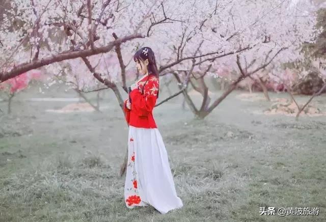 清凉寨樱花最佳赏花时间,清凉寨中华樱花