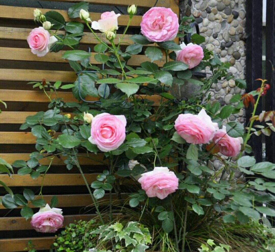 月季开完第一次花的养护与管理,藤本月季春天开花后怎么剪残花