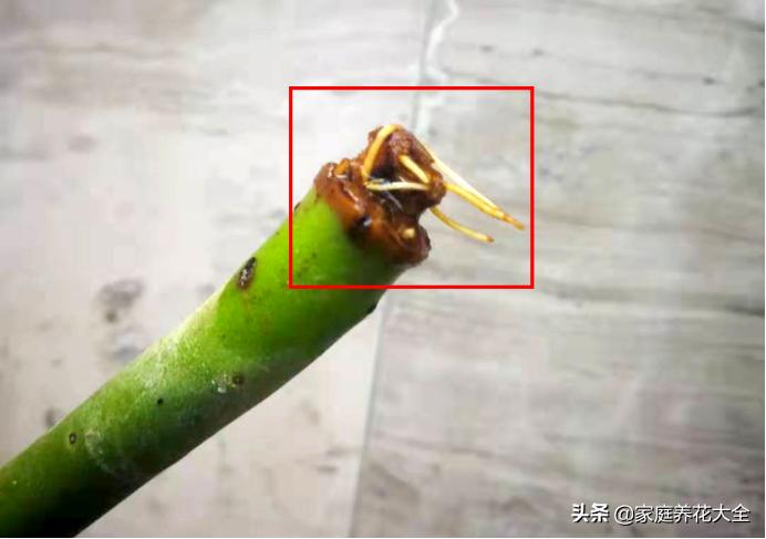 多肉不长根怎么办小妙招,多肉怎么快速养粗老桩